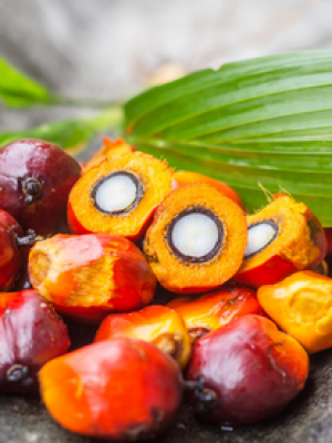 Palm Oil Processing Conveyor Chains: Usage, Challenges, and Expert Recommendations